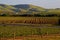 Napa Valley vineyard at sunset