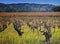 Napa Valley Vineyard, Wine Country California