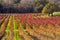 Napa Valley Vineyards in Autumn Colors