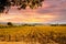 Napa Valley Vineyards Autumn Sunset