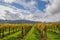 Napa Valley vineyards, California, USA