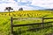 Napa Valley Vineyards and Mustard in Spring