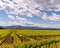 Napa Valley Vineyards, Spring, Mountains, Sky, Clouds