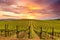Napa Valley Vineyards Spring Sunset