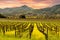 Napa Valley Vineyards Sunrise