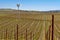 Napa Vineyard with Windmill and Blue Sky