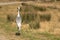 While-naped crane in the steppe, listed in the red book