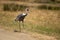 While-naped crane in the steppe, listed in the red book