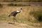 While-naped crane in the steppe, listed in the red book