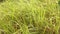 Napier bush grass green and yellow