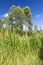 Napier Grass Crop in Kiambu, Kenya