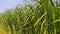 Napier Grass In Farm Plants