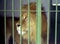 NAPLES, ITALY, 1960 - A beautiful and young lion looks over the bars of his cage in the Naples Zoo in search of freedom.