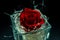 Naples, Italy 21-April -2019. The head of a red rose, wrapped in decorations. The rose is placed in a glass beaker on a black back