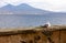 Naples - Seagull on the wall of Castel dell Ovo with panoramic view on mount Vesuvius in Naples, Italy, Europe