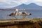 Naples - Two seagulls on the wall of Castel dell Ovo with panoramic view on mount Vesuvius in Naples, Italy, Europe