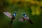 Napo sabrewing, Campylopterus villaviscensio, big green blue hummingbird in the nature forest habitat. Bird fight in green