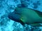 Napoleon Bump Head Wrasse