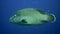 Napoleon Fish on Coral Reef, underwater scene