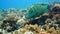 Napoleon Fish on Coral Reef, underwater scene