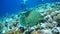 Napoleon Fish on Coral Reef, underwater scene