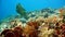 Napoleon Fish on Coral Reef, underwater scene
