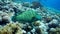 Napoleon Fish on Coral Reef, underwater scene