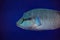 Napoleon fish half body over blue water background