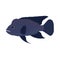 Napoleon fish illustration side view vector icon. Sea underwater blue animal. Cartoon ocean exotic giant silhouette