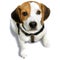 Napoleon, puppy Beagle. white, black and Beige