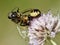 Napoleon spider eating honeybee