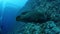 Napoleon wrasse fish, Cheilinus undulatus, swimming in the blue ocean.