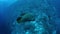 Napoleon wrasse fish, Cheilinus undulatus, swimming in the blue ocean.