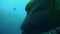 Napoleonfish, Humphead Wrasse Or Napoleon Wrasse Swimming Very Close Up In Blue Sea