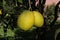 Napoli - Frutti di Citrus Grandis nell`Orto Botanico
