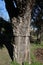 Napoli - Particolare del tronco di una quercia da sughero nell`Orto Botanico