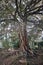 Napoli - Pianta di Ficus Magnolioide nell`Orto Botanico