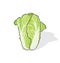 Nappa cabbage