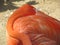 Napping flamingo closeup