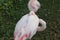 A napping flamingo with head under wing