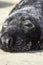 Napping grey seal