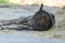 Napping   little  black foal near hay heap in shodow of stable.  close up. farming life