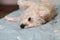 Napping white west highland terrier dog