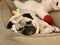 Naptime- sleepy cute pug cuddling toys in his bed