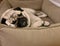 Naptime- sleepy cute pug lying in his bed
