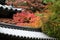 Nara Autumn Foliage 1