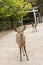 Nara deers