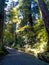 Nara, Japan - July 26, 2017: Beautiful view of a forest at Todai Ji Temple, in Tokyo