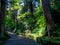 Nara, Japan - July 26, 2017: Beautiful view of a forest at Todai Ji Temple, in Tokyo