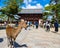 NARA, JAPAN - OCTOBER 13, 2015 - sika deer live freely